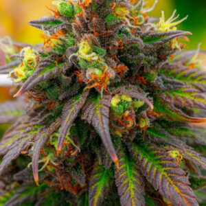 Exotic Cannabis