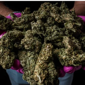Gas Cannabis